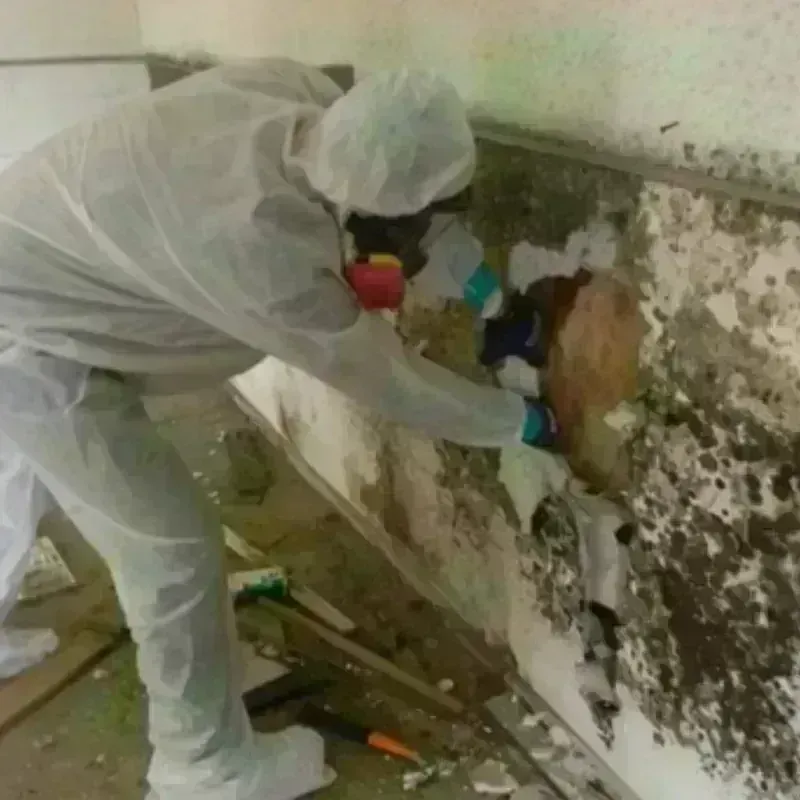 Mold Remediation and Removal in Tsaile, AZ